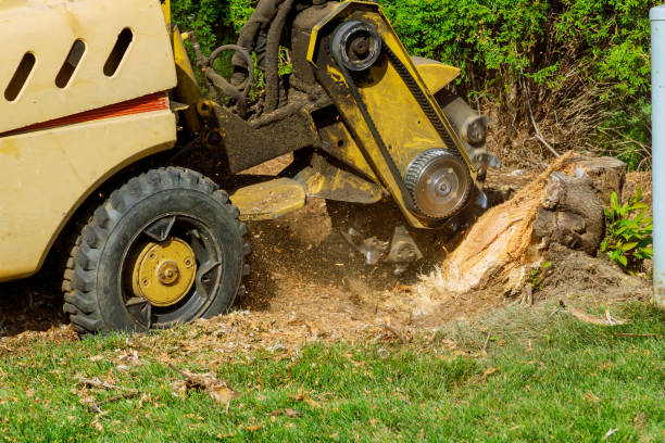 Best Emergency Storm Tree Removal  in Thatcher, UT